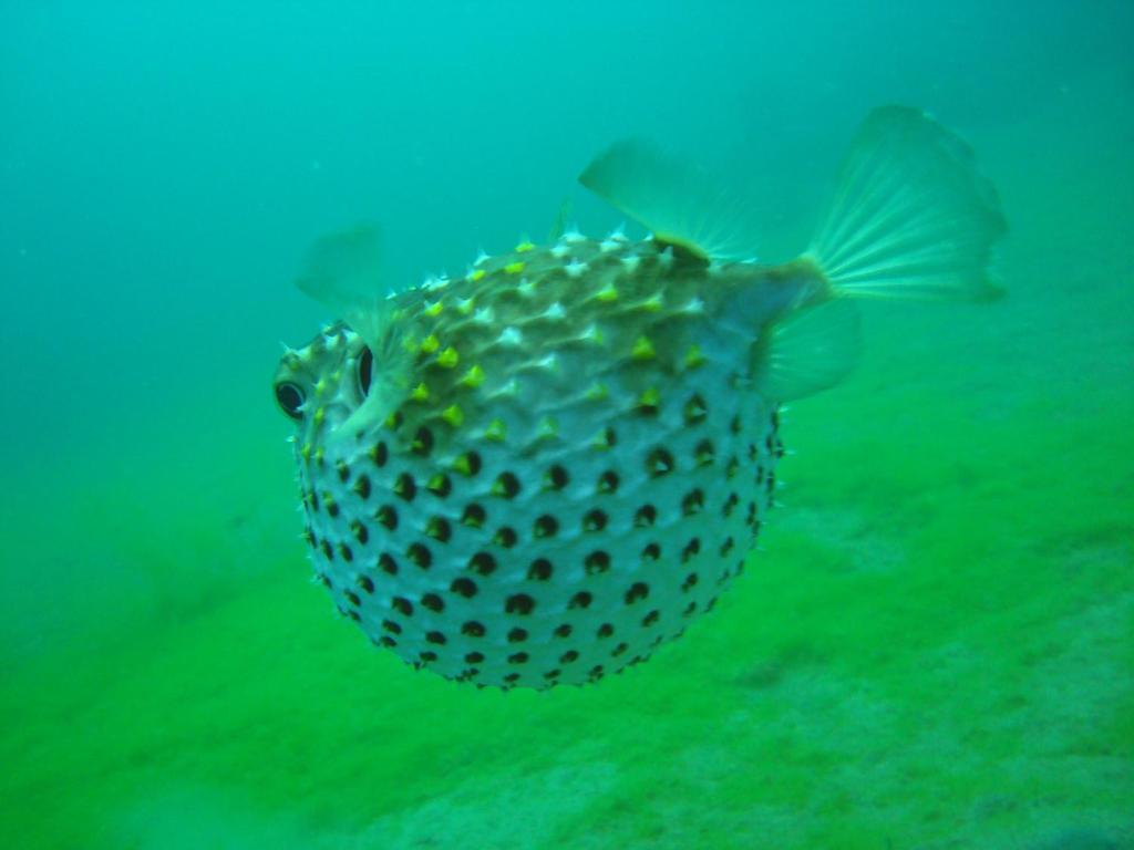 Red Sea Dive Center Hotel Akaba Buitenkant foto