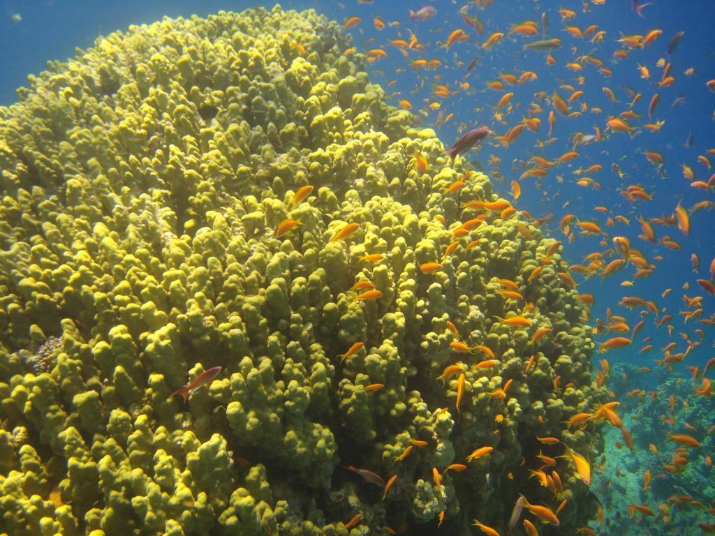 Red Sea Dive Center Hotel Akaba Buitenkant foto